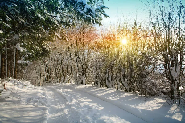 Krásná zimní krajina pod sněhem kryty stromy a na silnici. — Stock fotografie