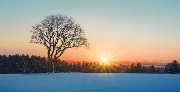 Winter sunset over the snow covered tree.Nature background.