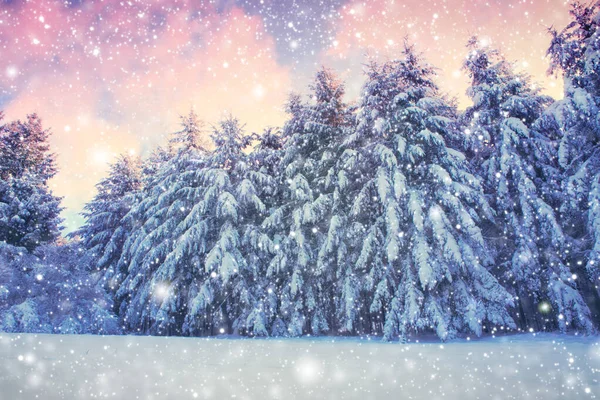 Winterlandschap met bomen en sneeuw. Winterachtergrond. — Stockfoto