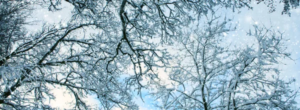 숲 속의 눈덮인 숲 속의 겨울 풍경. — 스톡 사진