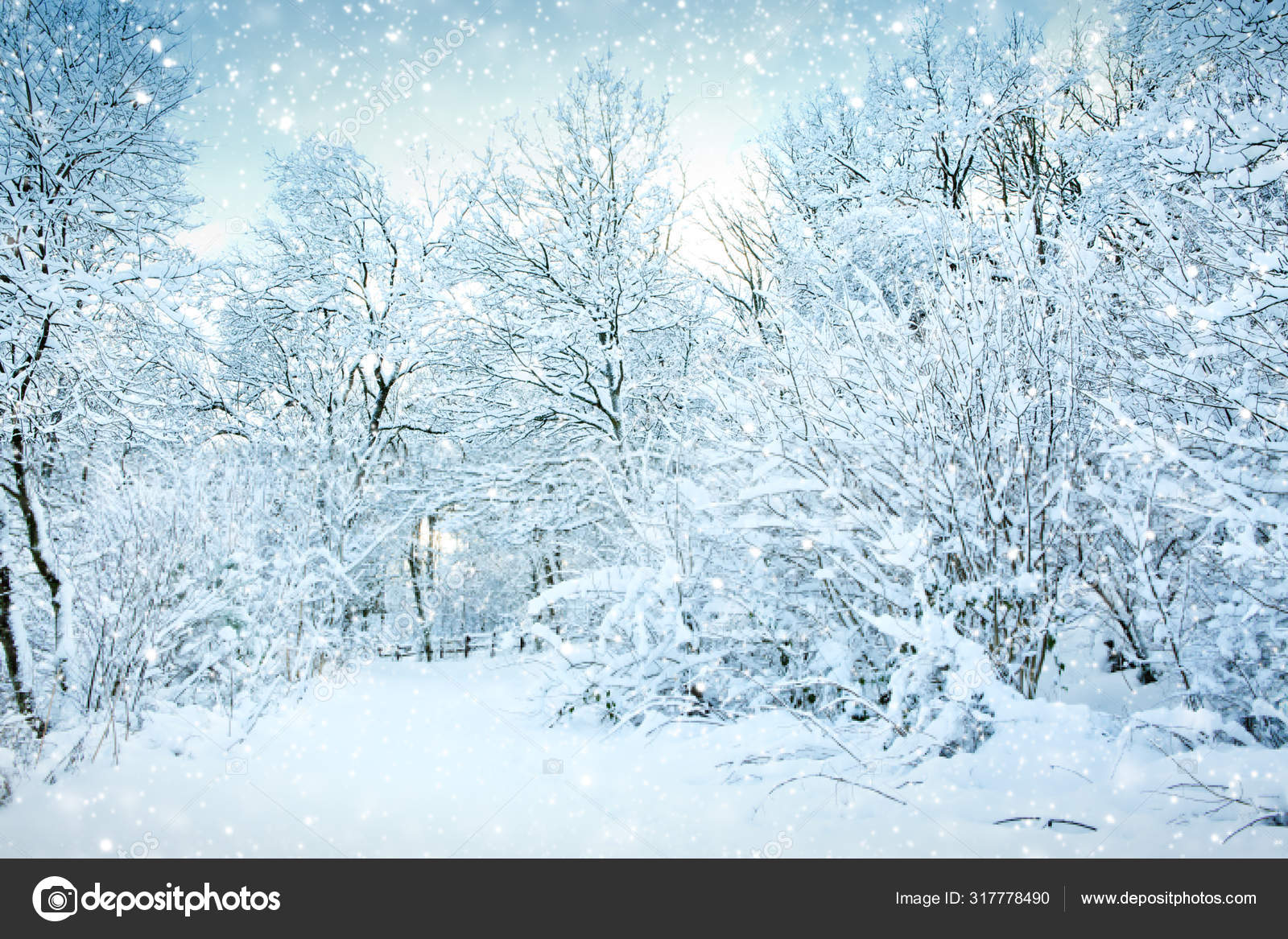 Зимний пейзаж с заснеженными деревьями в лесу. — стоковое фото