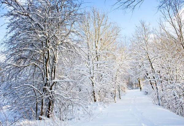 Paesaggio invernale con alberi innevati nella foresta. — Foto Stock