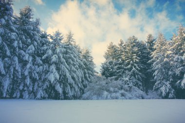 Çam ağaçları ile kışın kar. Kış arka plan.