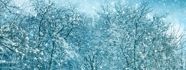 Χειμώνας και δέντρα με χιόνι. Χριστουγεννιάτικο φόντο. — Φωτογραφία Αρχείου