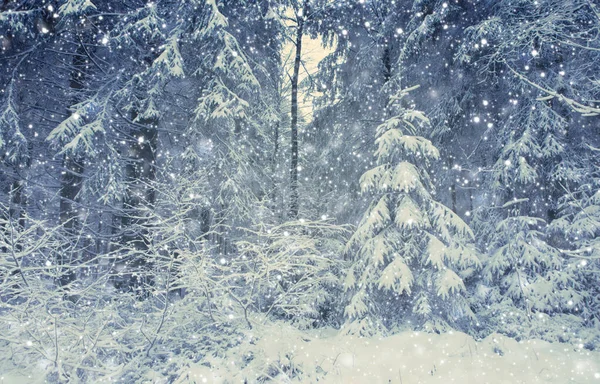 Snöfall i vinterskogen. Natur bakgrund med snö. — Stockfoto