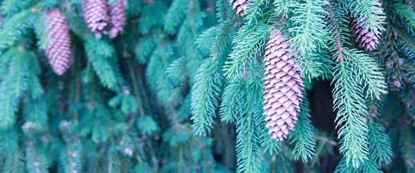 Background of Christmas tree branches with big fir cones. — Stock Photo, Image