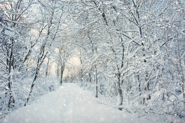 Winterbomen bedekt met sneeuw in een Duitsland park. — Stockfoto