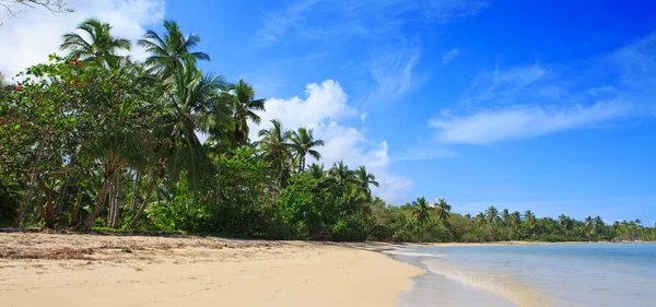 Beyaz tropikal plajda palmiye ağaçları. Arka plan seyahat.