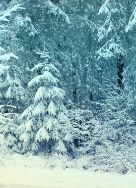 Kış ormanında kar yağışı. Karlı doğa arkaplanı.