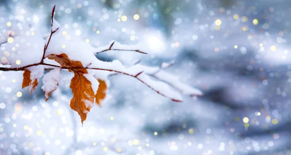 Winter bladeren close-up met de sneeuw geïsoleerd. — Stockfoto