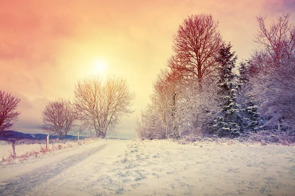 Winter sunshine through tree. Winter road and frozen trees.