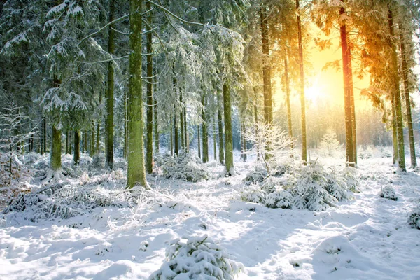 Západ slunce v zimě Německo lese. Zimní pozadí. — Stock fotografie