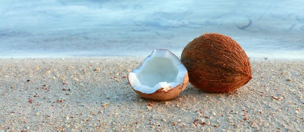 Noix de coco sur la plage caribéenne.Coquille de mer sur la plage tropicale. Paysage marin d'été . — Photo