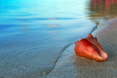 Tropik sahilde deniz kabuğu. Yaz deniz manzara.