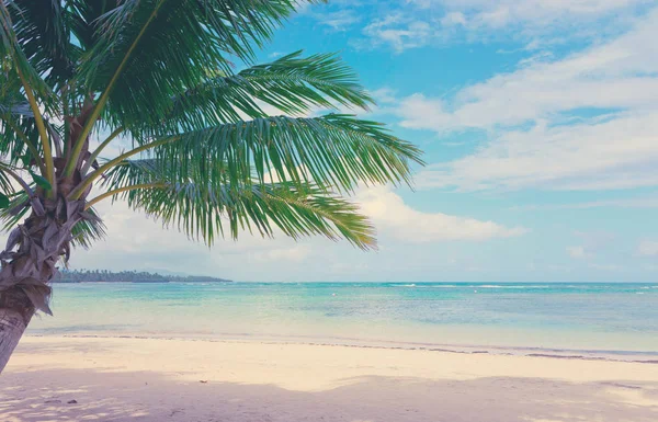 Palma na tropické pláži s bílým. Cestovní pozadí. — Stock fotografie
