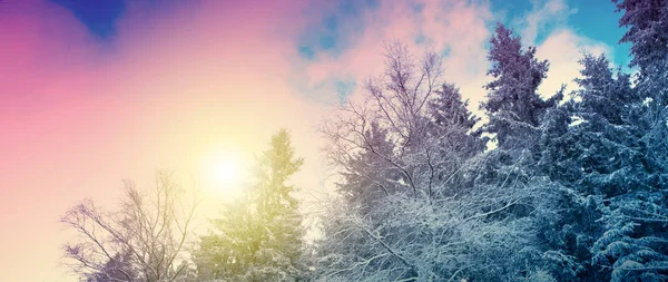 Vinterlandskap med snötäckta granar och sol. — Stockfoto