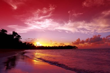 Hindistan cevizi palmiyeleri ve okyanusla tropik gün batımı.