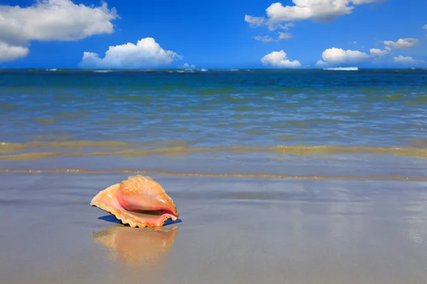 Sea shell on tropical beach. Travel background. — Stock Photo, Image