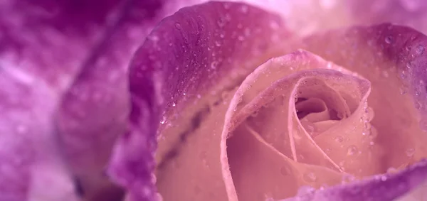 Rosa Rose Nahaufnahme mit Wassertropfen. Hintergrund Natur. — Stockfoto