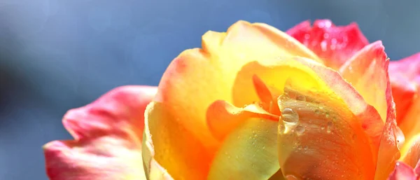 Nahaufnahme von rosa gelber Rose. Blume Hintergrund. — Stockfoto