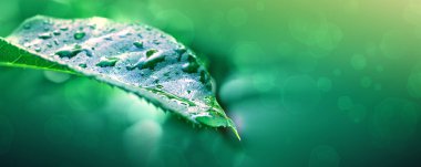 Makroyu arka plan damla su yaprak yeşil .