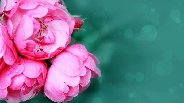 Крупный план розовой розы изолирован. Цветы фон . — стоковое фото