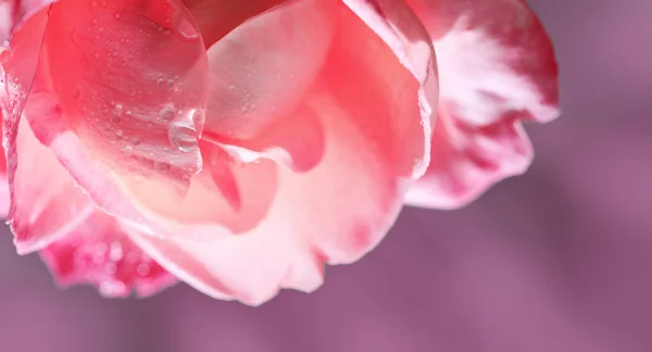 Gros plan de rose rose isolé. Fleurs fond . — Photo