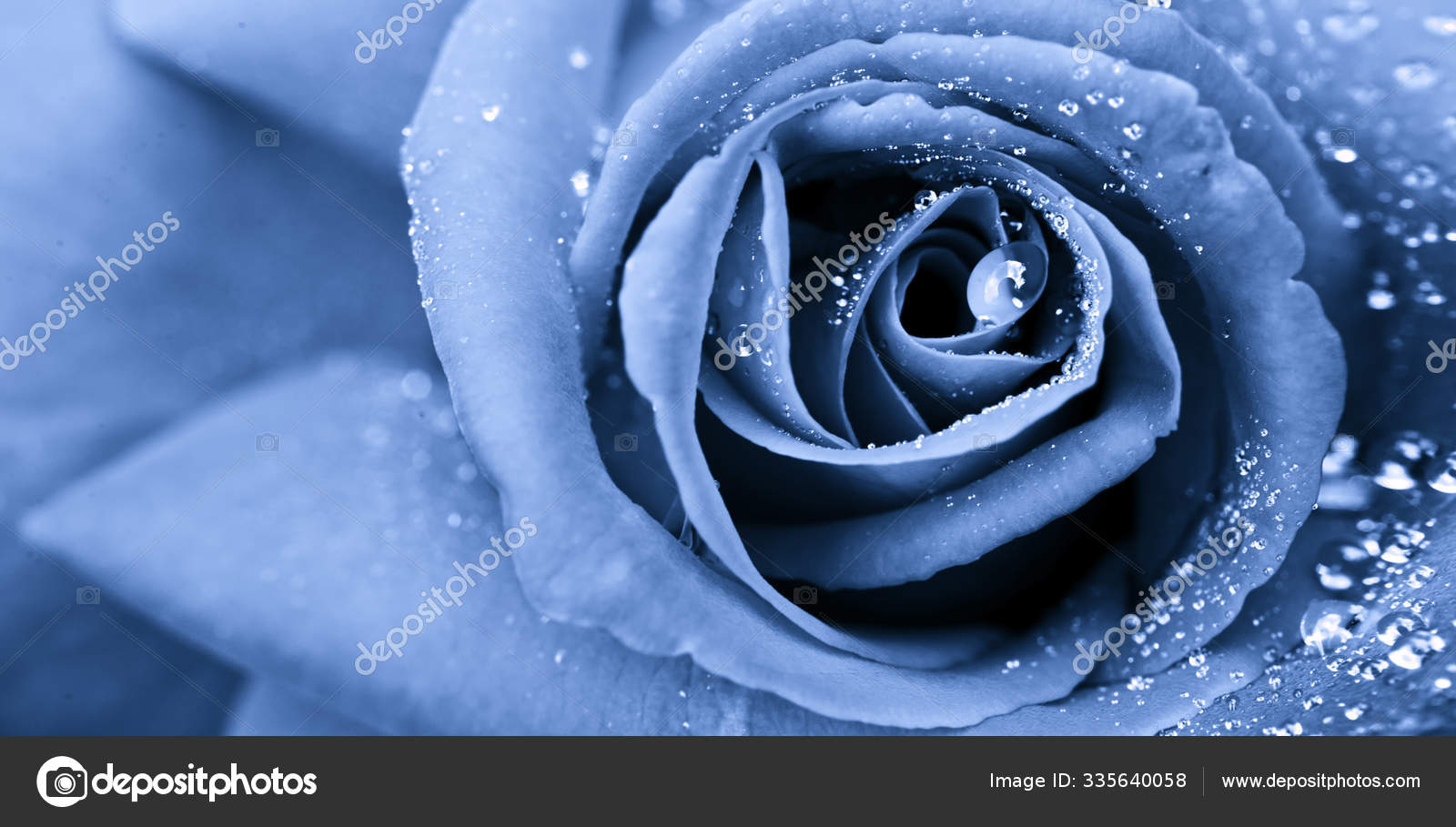 Blue Rose Closeup With Water Drop Flower Background Stock Photo Image By C Swkunst