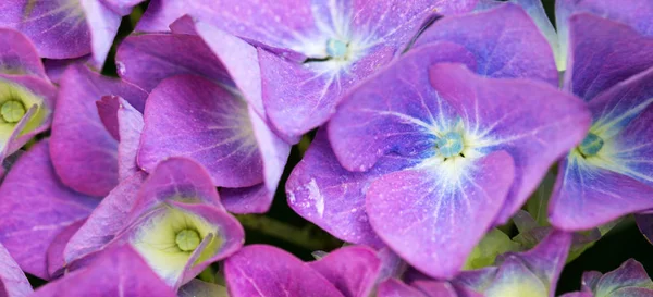 Macro shot on purple hortensiha blossoms.Flowers background. — Stock Photo, Image