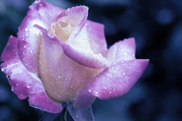 Violet rózsa közelkép vízcseppek elszigetelt. — Stock Fotó