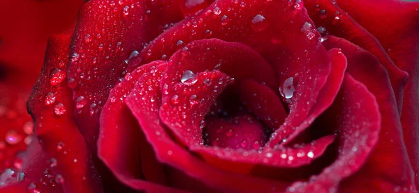 Primo piano rosa rossa con gocce d'acqua. Fiori sfondo . — Foto Stock