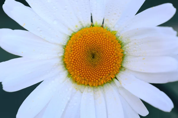 Makro Skott av vit tusensköna blomma i solnedgången ljus. — Stockfoto