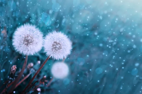 꽃 이 만 발 한 흰 민들레 꽃의 근접 사진 . 꽃 배경. — 스톡 사진