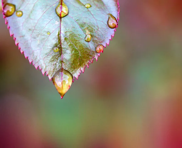 Gotas de lluvia se cierran sobre hoja de rosa aislada. — Foto de Stock