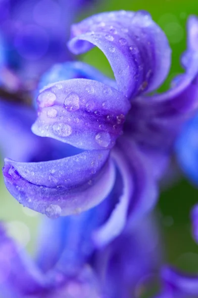 Macro shot van hyacint met waterdruppels. — Stockfoto