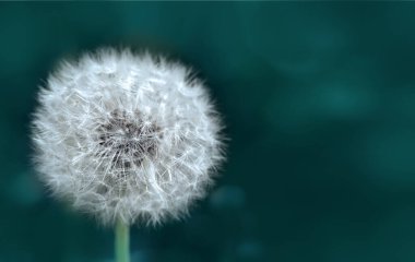 Karahindiba çiçeğini ıssız yeşil üzerine Macro shot.