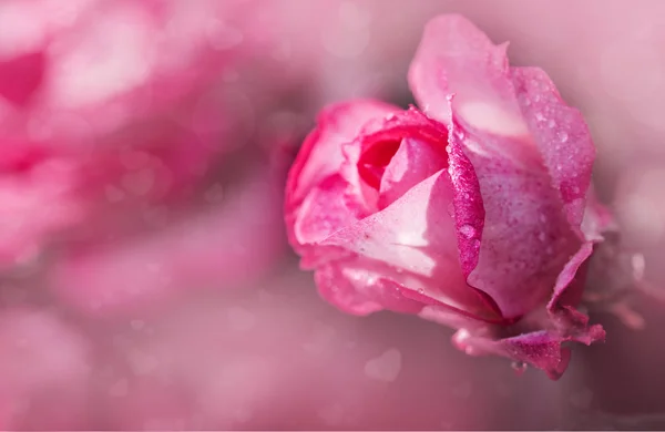 Valentines Day background with pink rose closeup and water drops. — 스톡 사진