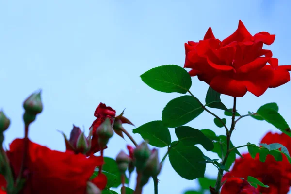 Rosas rojas se cierran aisladas en el cielo azul. Fondo de flores . —  Fotos de Stock