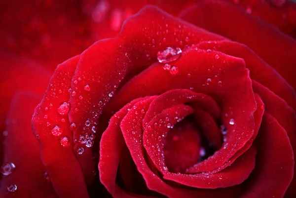 Röd ros närbild med vattendroppar .Alla hjärtans dag kort. — Stockfoto