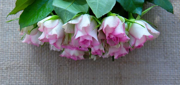 Rose rosa isolate su tessuto marrone Sfondo . — Foto Stock
