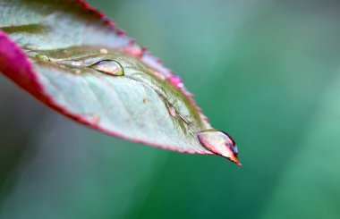 Yağmur damlaları yalnız gül yapraklarına düşer..