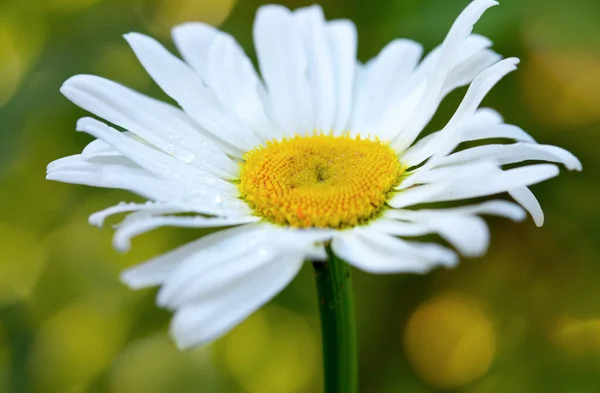 Makro skott av vit Daisy blomma isolerad på grön bakgrund. — Stockfoto