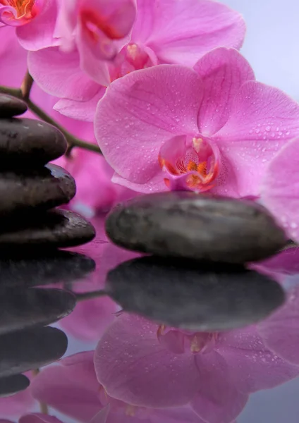 粉红色的兰花花和温泉石。水疗背景. — 图库照片
