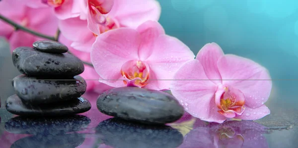 Rosa orkidé blomma och spa stenar med vatten droppar isolerade . — Stockfoto