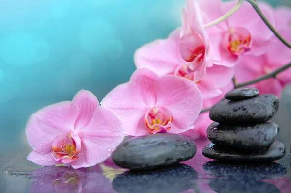 Flor de orquídea rosa e pedras de spa com gotas de água isoladas  . — Fotografia de Stock