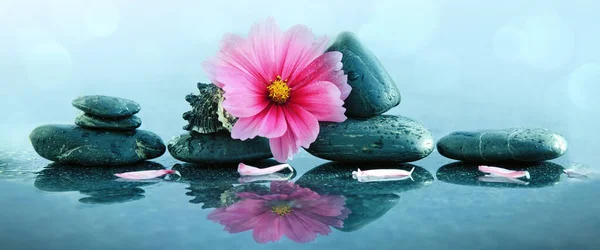 Flores de orquídea rosa y piedras de spa con gotas de agua aisladas  . —  Fotos de Stock