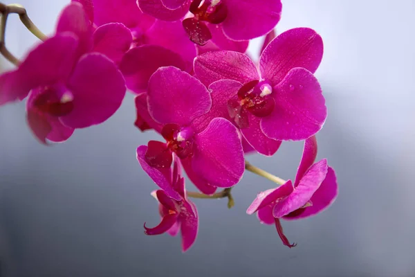 Flores de orquídea rosa isoladas em fundo de borrão cinza . — Fotografia de Stock