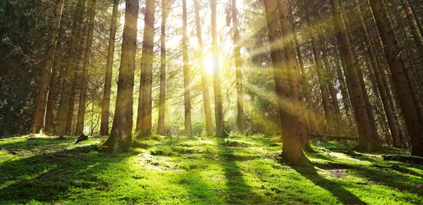 O sol brilha através das árvores na floresta de pinheiros. — Fotografia de Stock