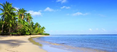 Karayip sahilinde yeşil palmiye ağaçları. Seyahat arkaplanı.