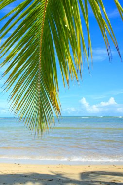 Palmiye dalı ve Karayip denizi. Seyahat arkaplanı.